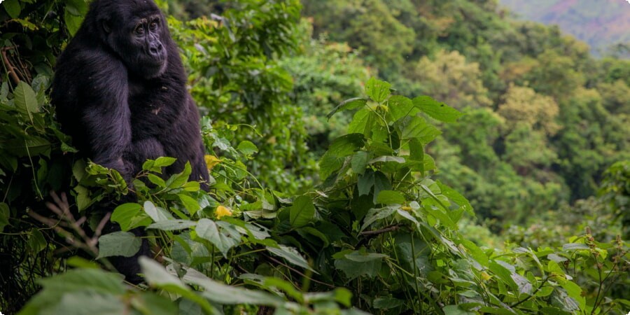 Exploring Uganda’s National Parks