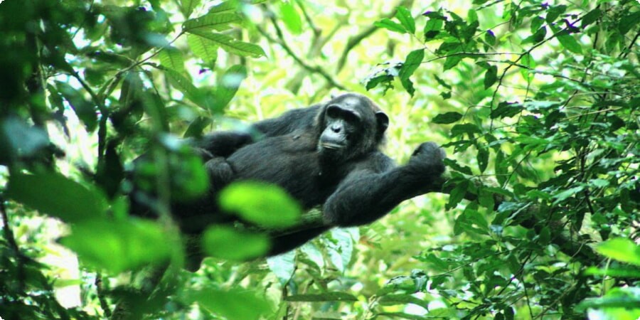 Exploring Uganda’s National Parks