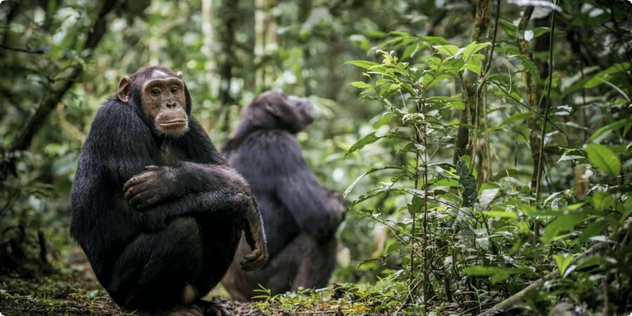 Exploring Uganda’s National Parks