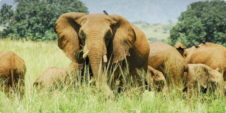 Exploring Uganda’s National Parks