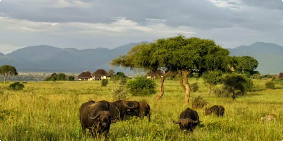 Exploring Uganda’s National Parks