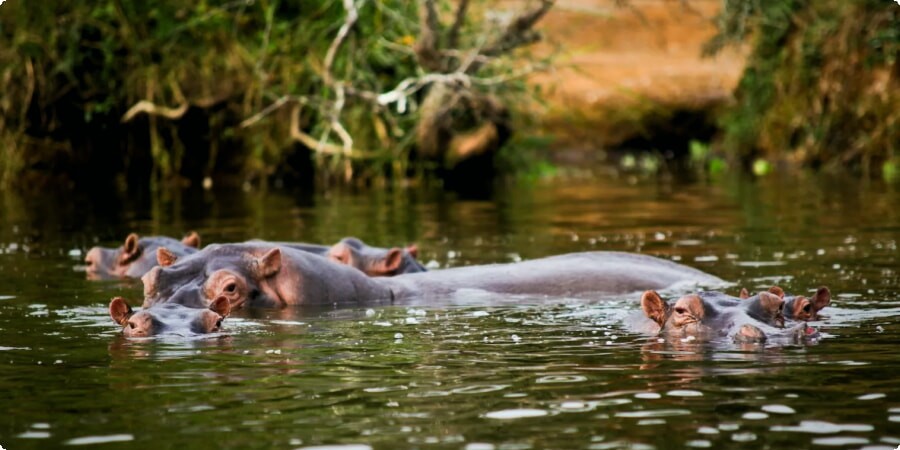 Exploring Uganda’s National Parks