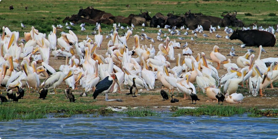 Exploring Uganda’s National Parks