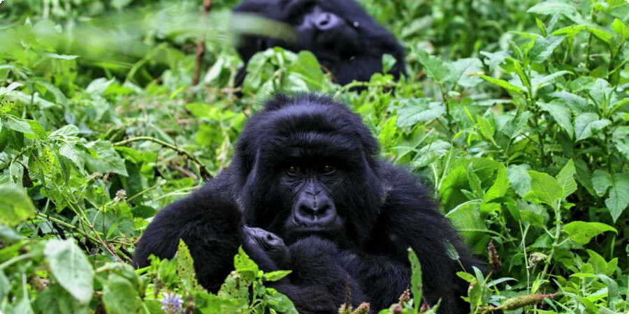 Exploring Uganda’s National Parks