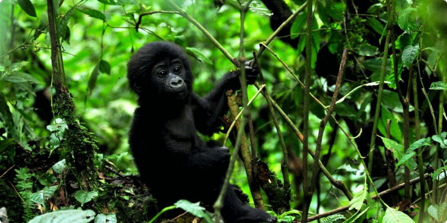 Exploring Uganda’s National Parks