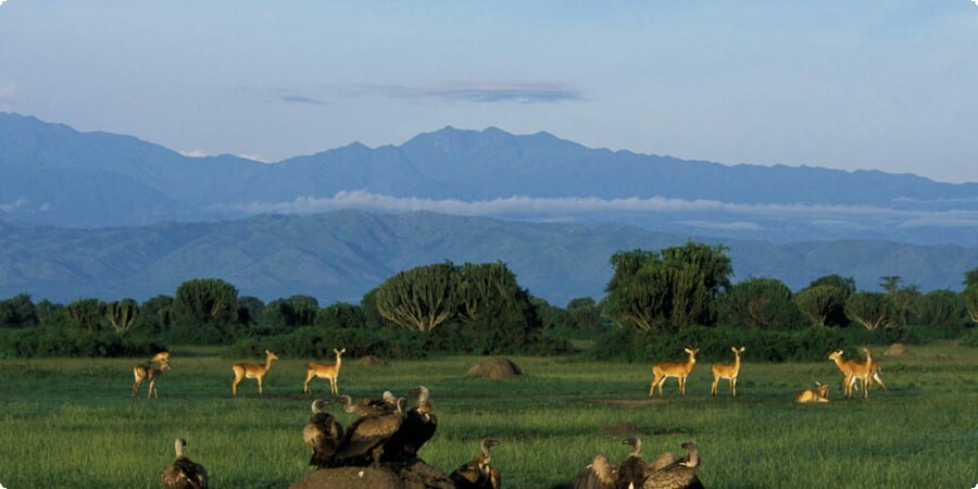 Exploring Uganda’s National Parks