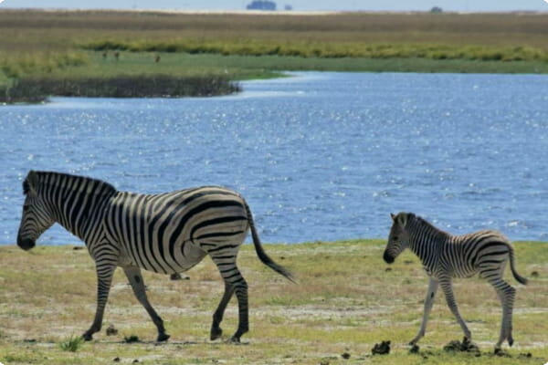 Chobe nasjonalpark