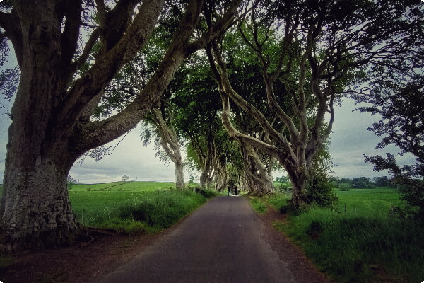 Dark Hedges