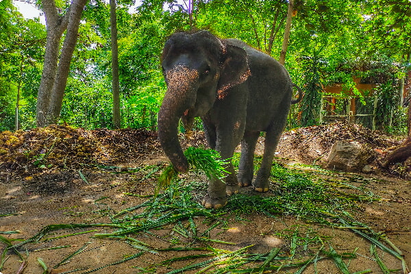  Elephant Village