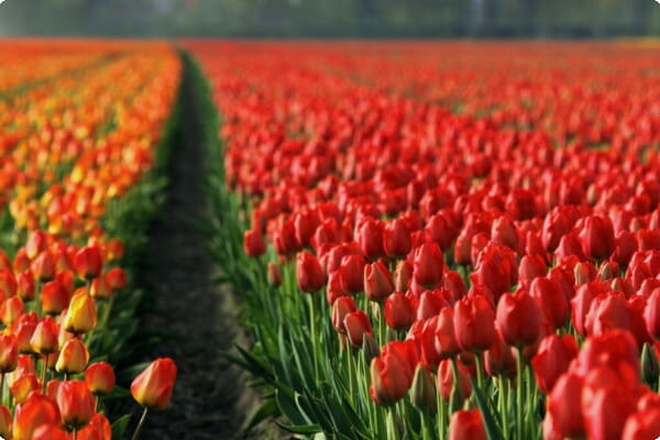 Keukenhof 정원