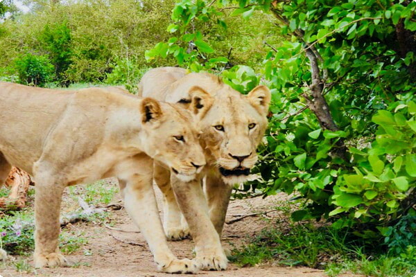 Krugerin kansallispuisto Etelä-Afrikka