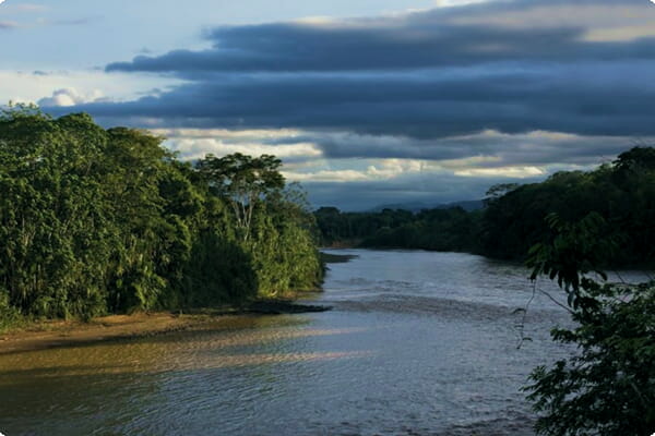 Madidi National Park Rainforest