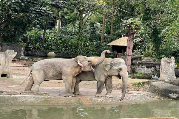 Singaporen eläintarha