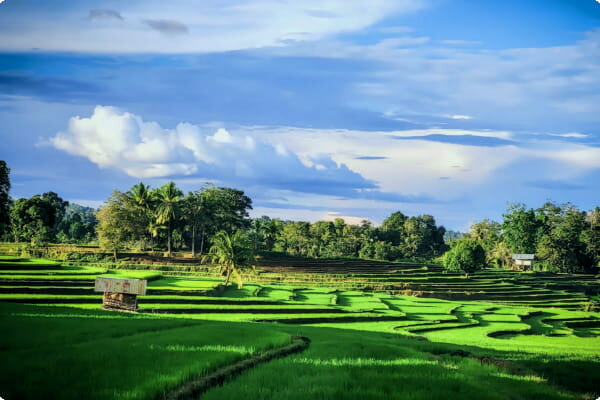 Tana Toraja